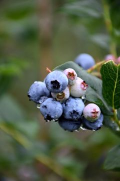 Vaccinium, Half-High Blueberry 'Chippewa'