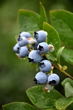 Vaccinium, Half-High Blueberry 'Northblue'