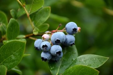 Vaccinium, Half-High Blueberry 'Northcountry'