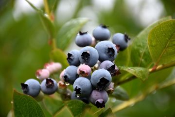 Vaccinium, Highbush Blueberry 'Patriot'