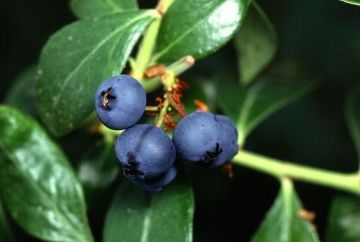 Vaccinium, Half-High Blueberry 'Superior'