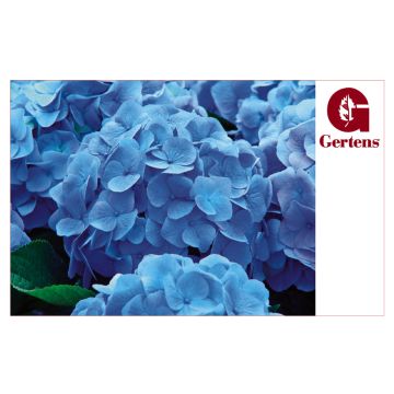 Blue Hydrangeas - Gift Card