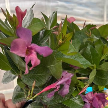 Mandevilla, Dipladenia 'Bluephoria'