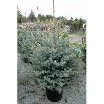 Picea, Colorado Blue Spruce 'Bonny Blue' (Large Sizes)