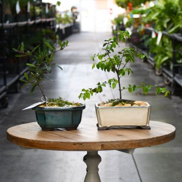 Bonsai in Ceramic