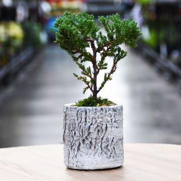 Bonsai in Round Birch Vase