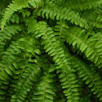 Nephrolepis Exaltata 'Dallas Fern'