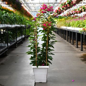 Bougainvillea Patio Planter
