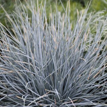 Festuca, Blue Fescue 'Boulder Blue'