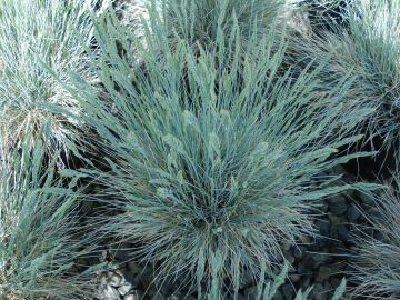 Festuca, Blue Fescue 'Boulder Blue'