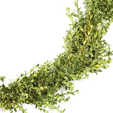 Boxwood Oregonia Roping Garland