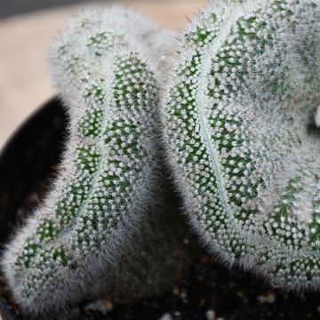 Mammillaria Elongata 'Brain Cactus'