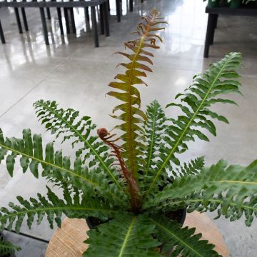 Blechnum Brasiliense 'Brazilian Tree Fern'