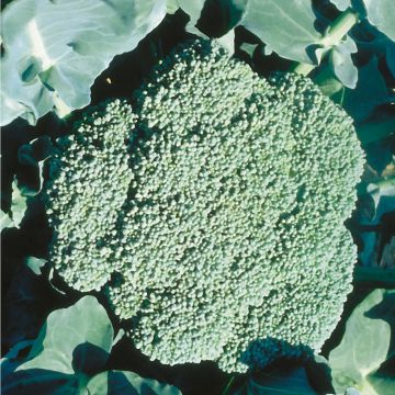Brassica, Broccoli 'Premium Crop'