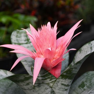 Bromeliad Aechmea 'Urn Plant'