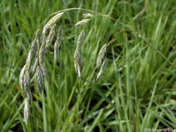 Bromus, Kalm's Brome Prairie Grass 'Minnesota Native'