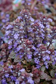 Ajuga, Bugleweed 'Bronze Beauty'