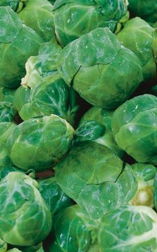 Brassica, Brussel Sprouts