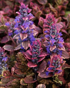 Ajuga, Bugleweed 'Burgundy Glow'