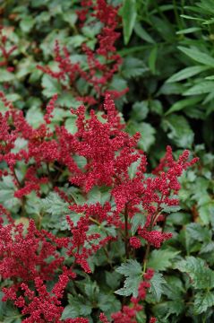 Astilbe, Arendsii Group 'Burgundy Red'