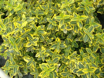 Euonymus, Wintercreeper 'Canadale Gold'