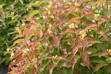 Diervilla, Bush Honeysuckle 'Kodiak® Orange'