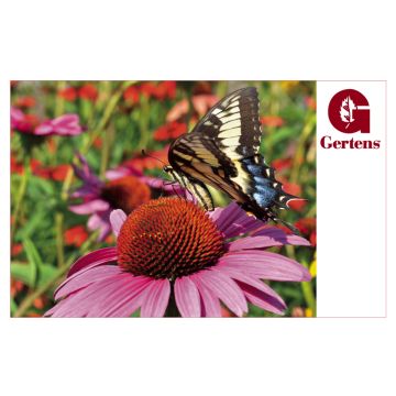 Coneflower Butterfly - Gift Card