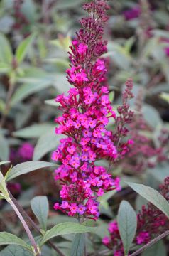 Buddleia, Butterfly Bush 'Buzz™ Hot Raspberry'