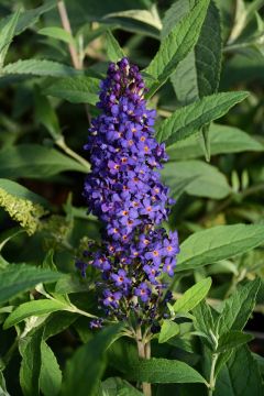 Buddleia, Butterfly Bush 'Buzz™ Midnight'