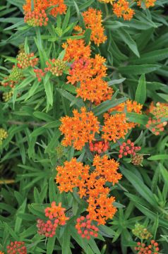 Asclepias, Butterfly Weed 'Minnesota Native'