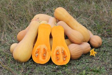 Cucurbita, Winter Squash 'Butternut'