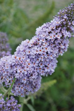 Buddleja, Butterfly Bush 'Buzz™ Sky Blue'