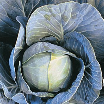 Brassica, Cabbage 'Dynamo'