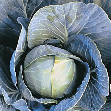 Cabbage, 'Dynamo'