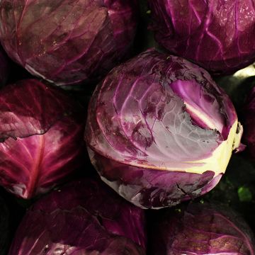 Brassica, Cabbage 'Red Acre'