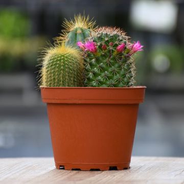 Cactus Assortment 'Combo Pots'