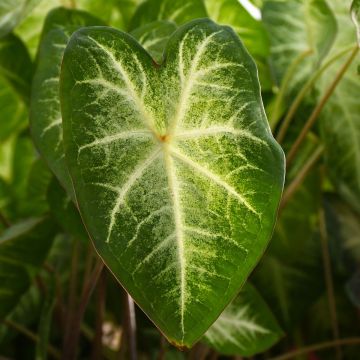 Caladium, Aaron