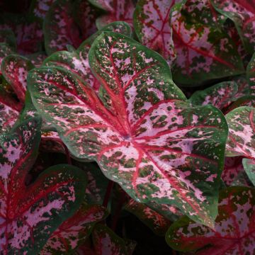 Caladium, Carolyn Whorton