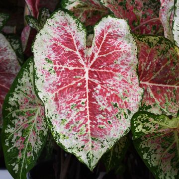 Caladium, Pink Cloud
