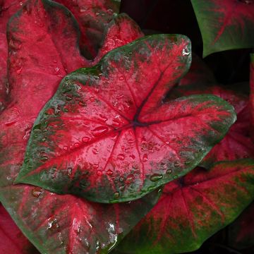 Caladium, Postman Joyner