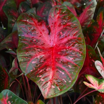 Caladium, Red Flash