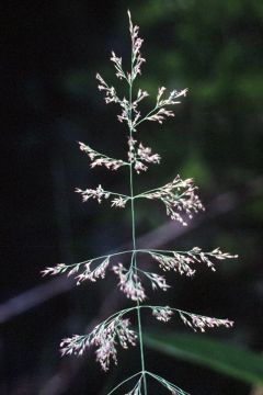 Calamagrostis, Blue Joint Grass 'Minnesota Native'