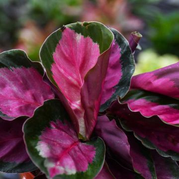 Goeppertia Roseopicta, Prayer Plant 'Rosey'