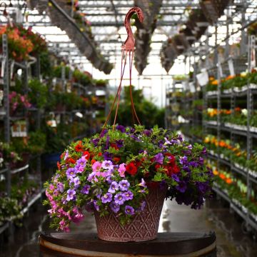 Calibrachoa Mix Hanging Basket