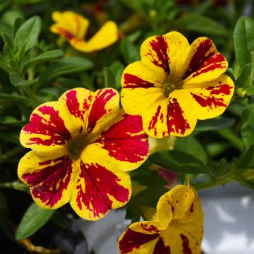 Calibrachoa, Lia™ Abstract 'Lemon Cherry'
