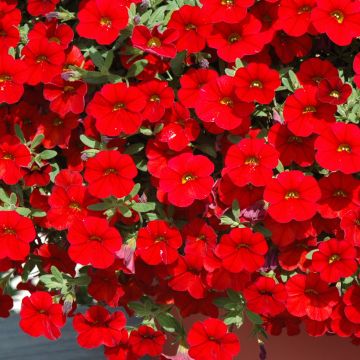 Calibrachoa, Cabaret® 'Red'