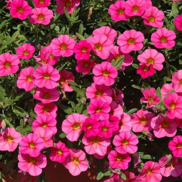 Calibrachoa, Cabaret® 'Pink Improved'