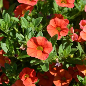 Calibrachoa, Cabaret® 'Orange'