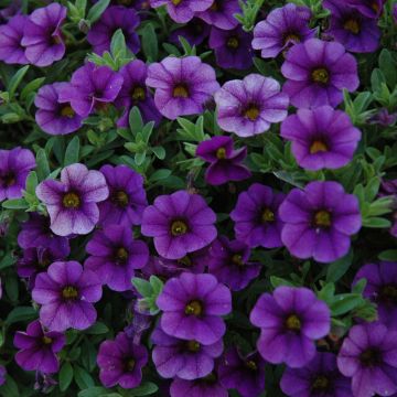 Calibrachoa, Cabaret® 'Midnight Blue'