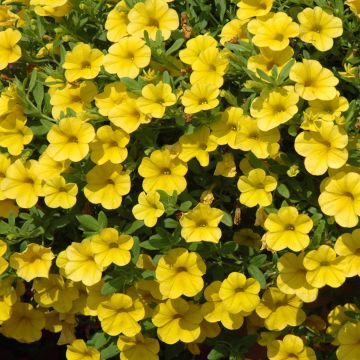 Calibrachoa, Cabaret® 'Yellow'